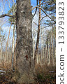 Close-up texture of tree bark covered with climbing vines. Low angle view of a trunk in a winter forest 133793823