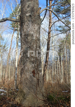 Close-up texture of tree bark covered with climbing vines. Low angle view of a trunk in a winter forest 133793823