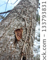 Tree trunk with parasitic vines in a forest setting. Birch trees and blue sky in the background 133793831