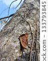 Low angle view of a trunk in a winter forest." 133793845