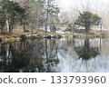 Clear reflection of pine trees on a calm pond surface in late autumn 133793960