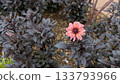Single pink flower 133793966