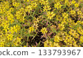 Yellow flowers in full bloom 133793967