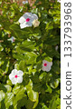 White Madagascar periwinkle flower 133793968