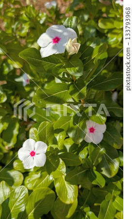 White Madagascar periwinkle flower White Madagascar periwinkle flower 133793968