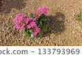 Pink flowers herald the arrival of spring 133793969