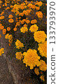 Marigold in full bloom 133793970