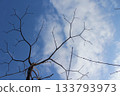 Abstract silhouette of bare tree branches spreading like fractals against a cloudy blue sky 133793973