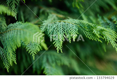 Detailed view of lush green conifer leaves outdoors. 133794029