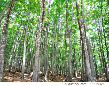 美人林，位於新潟縣十日町市松之山，是一片排列整齊的美麗山毛櫸樹林。 133794250