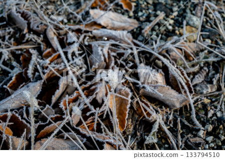 Frosty morning scenery below freezing 133794510