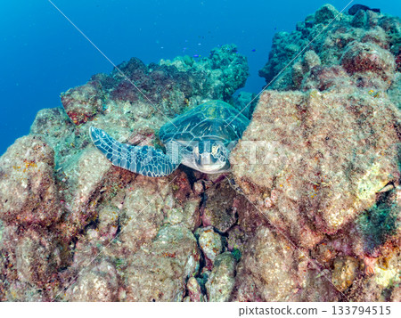 一隻綠海龜悠閒地遊著。另一群海龜。日本靜岡縣伊豆半島南伊豆町中木市的Hirizo海灘,是日本領先的海灘之一。 一隻綠海龜悠閒地遊著。另一群海龜。日本靜岡縣伊豆半島南伊豆町中木市的Hirizo海灘,是日本領先的海灘之一。 133794515