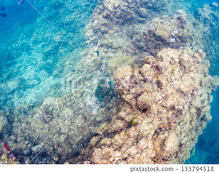 一隻綠海龜悠閒地遊著。另一群海龜。日本靜岡縣伊豆半島南伊豆町中木市的Hirizo海灘,是日本領先的海灘之一。 一隻綠海龜悠閒地遊著。另一群海龜。日本靜岡縣伊豆半島南伊豆町中木市的Hirizo海灘,是日本領先的海灘之一。 133794518