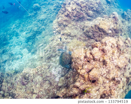 一隻綠海龜悠閒地遊著。另一群海龜。日本靜岡縣伊豆半島南伊豆町中木市的Hirizo海灘，是日本領先的海灘之一。 133794519