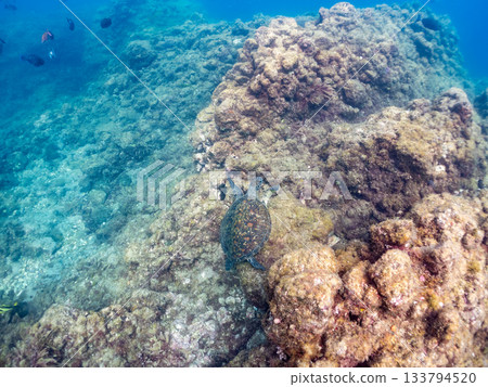 一隻綠海龜悠閒地遊著。另一群海龜。日本靜岡縣伊豆半島南伊豆町中木市的Hirizo海灘,是日本領先的海灘之一。 一隻綠海龜悠閒地遊著。另一群海龜。日本靜岡縣伊豆半島南伊豆町中木市的Hirizo海灘,是日本領先的海灘之一。 133794520