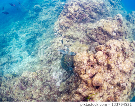 一隻綠海龜悠閒地遊著。另一群海龜。日本靜岡縣伊豆半島南伊豆町中木市的Hirizo海灘,是日本領先的海灘之一。 一隻綠海龜悠閒地遊著。另一群海龜。日本靜岡縣伊豆半島南伊豆町中木市的Hirizo海灘,是日本領先的海灘之一。 133794521