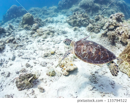 一隻綠海龜悠閒地遊著。另一群海龜。日本靜岡縣伊豆半島南伊豆町中木市的Hirizo海灘，是日本領先的海灘之一。 133794522