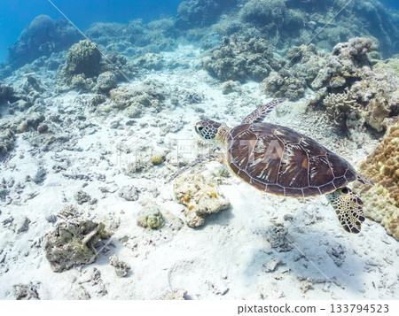 A green sea turtle swimming leisurely. Another group. Hirizo Beach, Nakagi, Minamiizu-cho, Izu Peninsula, Shizuoka Prefecture, Japan's leading 133794523
