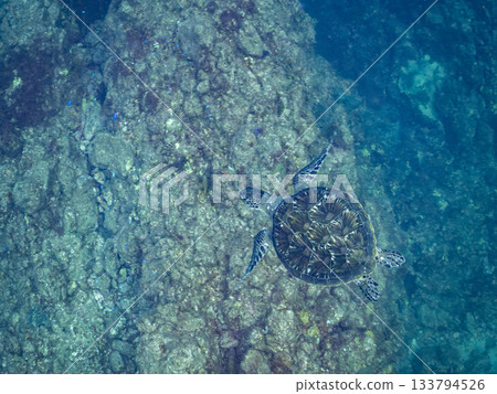 A green sea turtle swimming leisurely. Another group. Hirizo Beach, Nakagi, Minamiizu-cho, Izu Peninsula, Shizuoka Prefecture, Japan's leading A green sea turtle swimming leisurely. Another group. Hirizo Beach, Nakagi, Minamiizu-cho, Izu Peninsula, Shizuoka Prefecture, Japan's leading 133794526