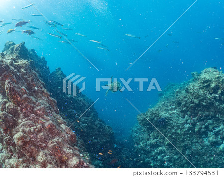 一隻綠海龜悠閒地遊著。另一群海龜。日本靜岡縣伊豆半島南伊豆町中木市的Hirizo海灘，是日本領先的海灘之一。 133794531