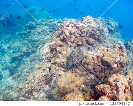 一隻綠海龜悠閒地遊著。另一群海龜。日本靜岡縣伊豆半島南伊豆町中木市的Hirizo海灘，是日本領先的海灘之一。 133794547