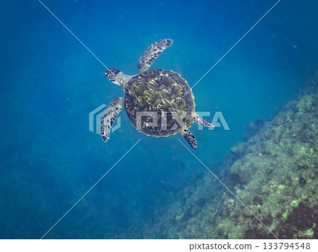 一隻綠海龜悠閒地遊著。另一群海龜。日本靜岡縣伊豆半島南伊豆町中木市的Hirizo海灘,是日本領先的海灘之一。 一隻綠海龜悠閒地遊著。另一群海龜。日本靜岡縣伊豆半島南伊豆町中木市的Hirizo海灘,是日本領先的海灘之一。 133794548