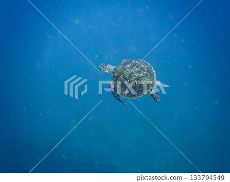 A green sea turtle swimming leisurely. Another group. Hirizo Beach, Nakagi, Minamiizu-cho, Izu Peninsula, Shizuoka Prefecture, Japan's leading A green sea turtle swimming leisurely. Another group. Hirizo Beach, Nakagi, Minamiizu-cho, Izu Peninsula, Shizuoka Prefecture, Japan's leading 133794549