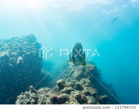 A green sea turtle swimming leisurely. Another group. Hirizo Beach, Nakagi, Minamiizu-cho, Izu Peninsula, Shizuoka Prefecture, Japan's leading A green sea turtle swimming leisurely. Another group. Hirizo Beach, Nakagi, Minamiizu-cho, Izu Peninsula, Shizuoka Prefecture, Japan's leading 133794550