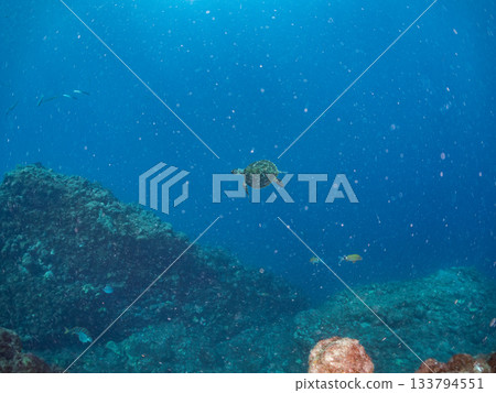 A green sea turtle swimming leisurely. Another group. Hirizo Beach, Nakagi, Minamiizu-cho, Izu Peninsula, Shizuoka Prefecture, Japan's leading A green sea turtle swimming leisurely. Another group. Hirizo Beach, Nakagi, Minamiizu-cho, Izu Peninsula, Shizuoka Prefecture, Japan's leading 133794551