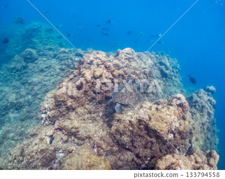 一隻綠海龜悠閒地遊著。另一群海龜。日本靜岡縣伊豆半島南伊豆町中木市的Hirizo海灘,是日本領先的海灘之一。 一隻綠海龜悠閒地遊著。另一群海龜。日本靜岡縣伊豆半島南伊豆町中木市的Hirizo海灘,是日本領先的海灘之一。 133794558