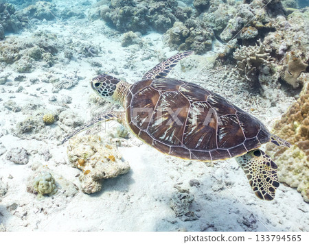 一隻綠海龜悠閒地遊著。另一群海龜。日本靜岡縣伊豆半島南伊豆町中木市的Hirizo海灘，是日本領先的海灘之一。 133794565