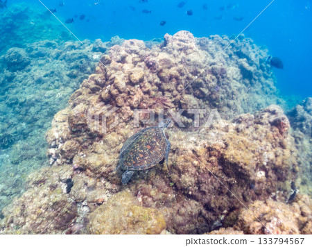 一隻綠海龜悠閒地遊著。另一群海龜。日本靜岡縣伊豆半島南伊豆町中木市的Hirizo海灘，是日本領先的海灘之一。 133794567