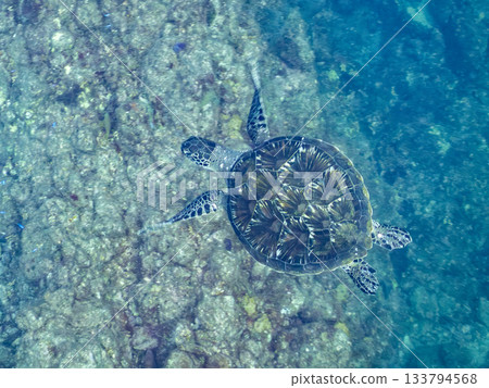 一隻綠海龜悠閒地遊著。另一群海龜。日本靜岡縣伊豆半島南伊豆町中木市的Hirizo海灘，是日本領先的海灘之一。 133794568