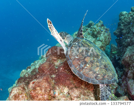A green sea turtle swimming leisurely. Another group. Hirizo Beach, Nakagi, Minamiizu-cho, Izu Peninsula, Shizuoka Prefecture, Japan's leading 133794577
