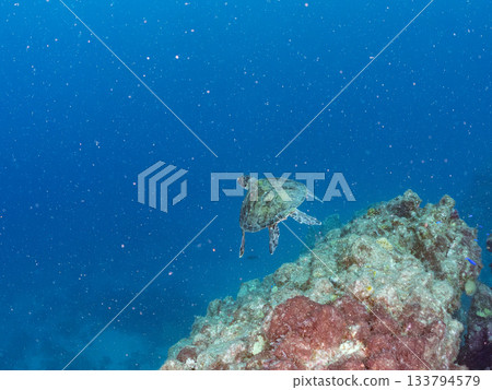 A green sea turtle swimming leisurely. Another group. Hirizo Beach, Nakagi, Minamiizu-cho, Izu Peninsula, Shizuoka Prefecture, Japan's leading 133794579
