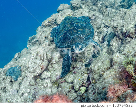 一隻綠海龜悠閒地遊著。另一群海龜。日本靜岡縣伊豆半島南伊豆町中木市的Hirizo海灘,是日本領先的海灘之一。 一隻綠海龜悠閒地遊著。另一群海龜。日本靜岡縣伊豆半島南伊豆町中木市的Hirizo海灘,是日本領先的海灘之一。 133794582