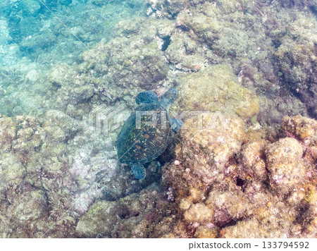 一隻綠海龜悠閒地遊著。另一群海龜。日本靜岡縣伊豆半島南伊豆町中木市的Hirizo海灘,是日本領先的海灘之一。 一隻綠海龜悠閒地遊著。另一群海龜。日本靜岡縣伊豆半島南伊豆町中木市的Hirizo海灘,是日本領先的海灘之一。 133794592