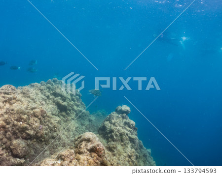 一隻綠海龜悠閒地遊著。另一群海龜。日本靜岡縣伊豆半島南伊豆町中木市的Hirizo海灘,是日本領先的海灘之一。 一隻綠海龜悠閒地遊著。另一群海龜。日本靜岡縣伊豆半島南伊豆町中木市的Hirizo海灘,是日本領先的海灘之一。 133794593