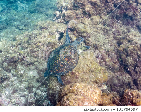 一隻綠海龜悠閒地遊著。另一群海龜。日本靜岡縣伊豆半島南伊豆町中木市的Hirizo海灘，是日本領先的海灘之一。 133794597