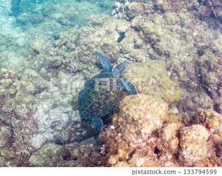 一隻綠海龜悠閒地遊著。另一群海龜。日本靜岡縣伊豆半島南伊豆町中木市的Hirizo海灘，是日本領先的海灘之一。 133794599