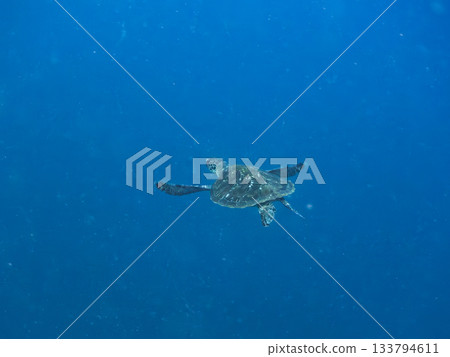 一隻綠海龜悠閒地遊著。另一群海龜。日本靜岡縣伊豆半島南伊豆町中木市的Hirizo海灘，是日本領先的海灘之一。 133794611