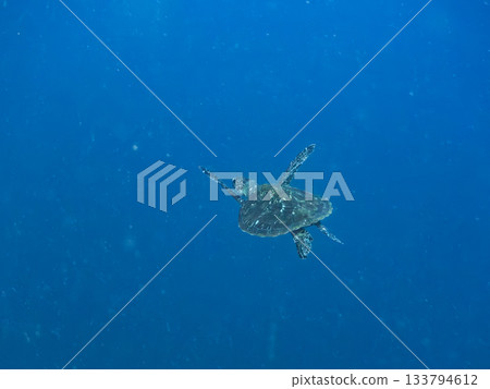 一隻綠海龜悠閒地遊著。另一群海龜。日本靜岡縣伊豆半島南伊豆町中木市的Hirizo海灘,是日本領先的海灘之一。 一隻綠海龜悠閒地遊著。另一群海龜。日本靜岡縣伊豆半島南伊豆町中木市的Hirizo海灘,是日本領先的海灘之一。 133794612