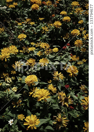 Organic real photo taken by hand yellow zinnia floral field bush natural cozy sunny day aesthetics 133794677