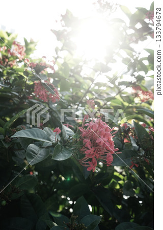 Real organic photo taken beautiful tropical ixora flower green shrub against sunlight cozy sun ray Real organic photo taken beautiful tropical ixora flower green shrub against sunlight cozy sun ray 133794678