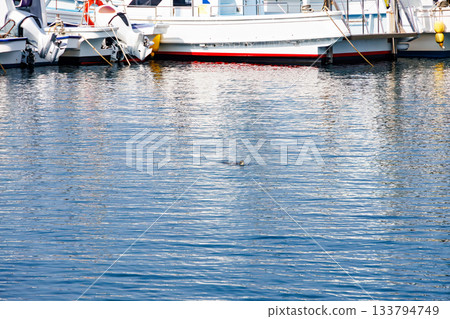 一隻綠海龜正在休息。另一群海龜。地點：日本靜岡縣伊豆半島南伊豆町中木2025號，Hirizo海灘。這裡是日本著名的海龜保護區之一。 133794749