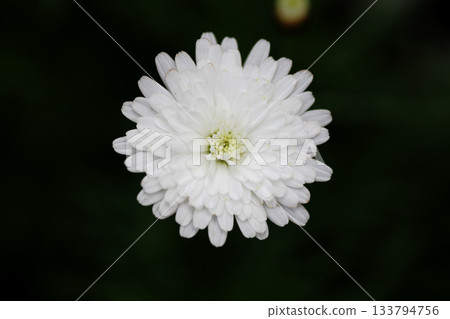 Margaret Margaret 133794756