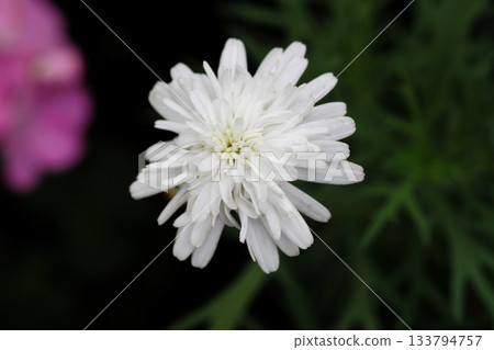 瑪格麗特 瑪格麗特 133794757