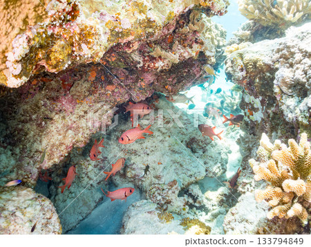 A school of red pine conger eel, scorpionfish, and other fish in a cave. Beautiful coral reefs and schools of tropical fish. Kabi Island, Shimajiri District, Okinawa Prefecture A school of red pine conger eel, scorpionfish, and other fish in a cave. Beautiful coral reefs and schools of tropical fish. Kabi Island, Shimajiri District, Okinawa Prefecture 133794849