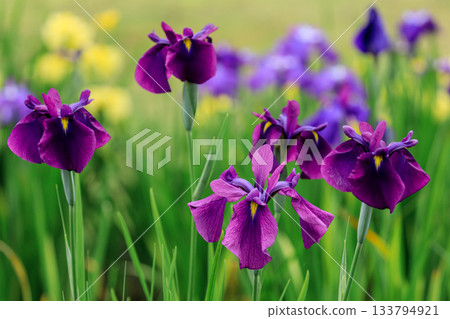 Iris flowers blooming in full bloom at Nishiki Onuma Iris Garden in Tomakomai, Hokkaido [July] 133794921