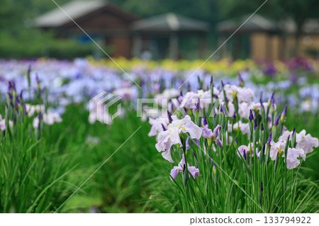 北海道苫小牧市錦大沼鳶尾花園的鳶尾花盛開 [7月] 133794922